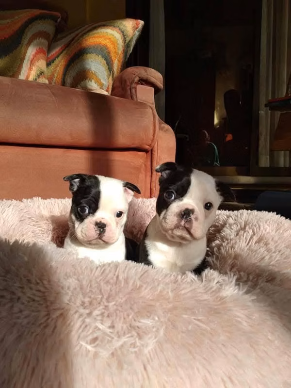 Boston terrier