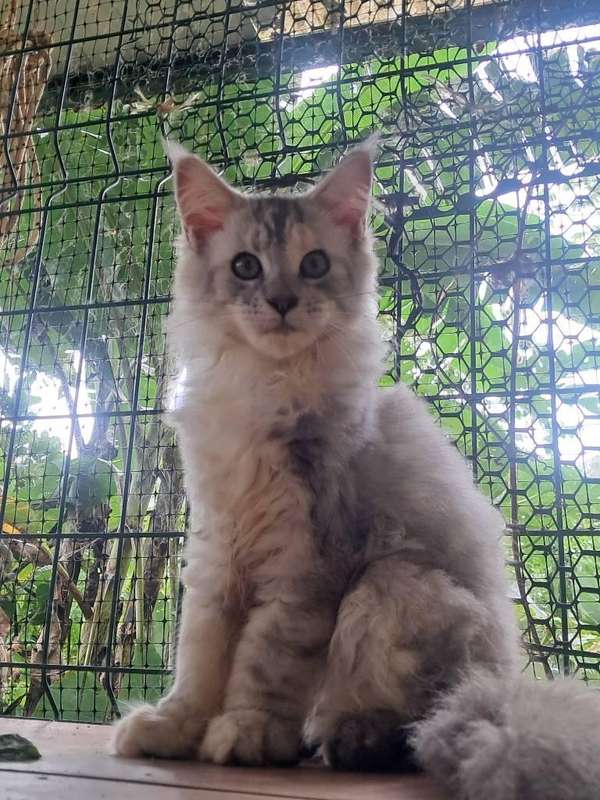 Maine Coon kitten