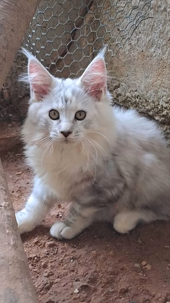 Maine Coon kitten