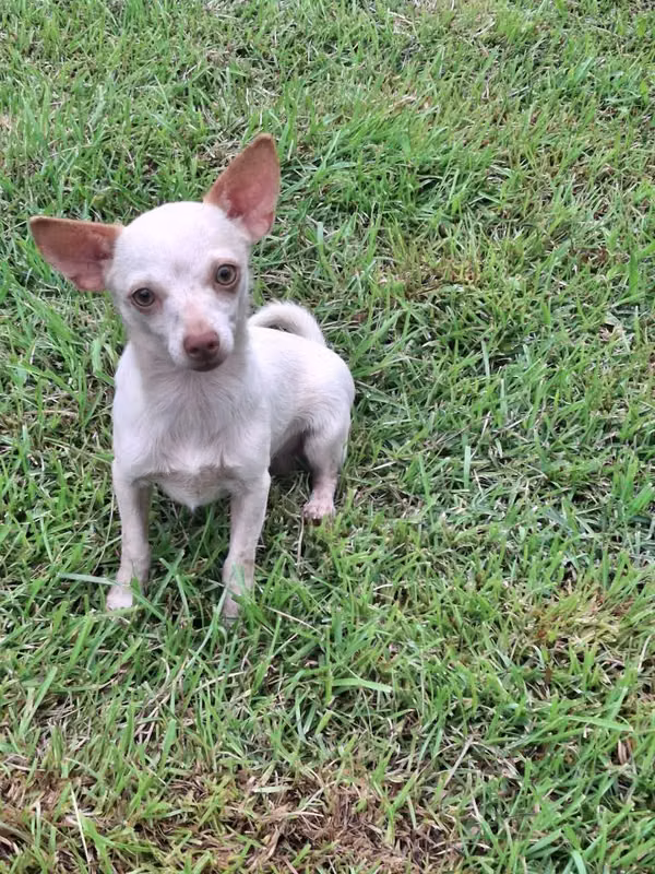 Chihuahua male * *