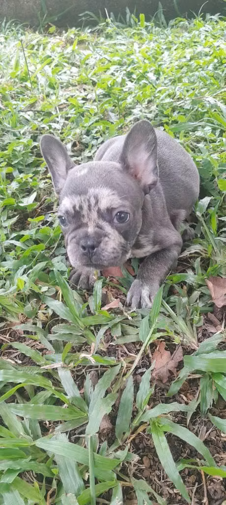 Hembra blue merle bulldog francés
