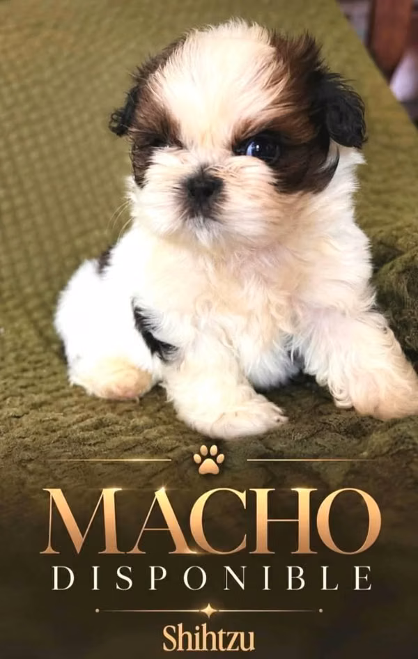 Shih-tzu miniature male