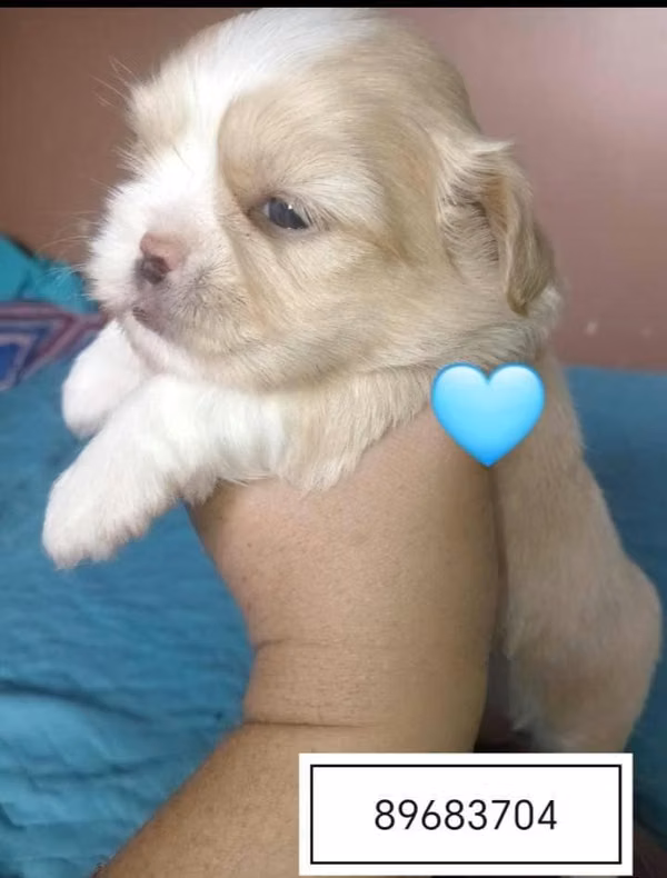 Shitzu hembra y macho de mes y medio
