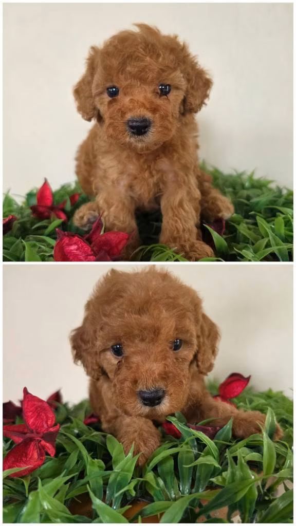 French Poodle Rojos