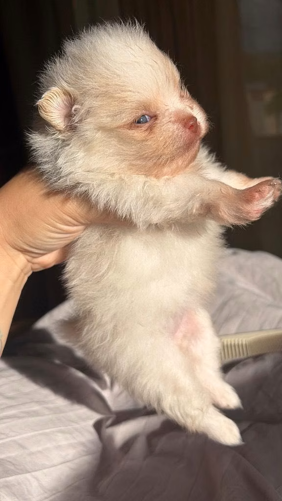 Pomeranian mini