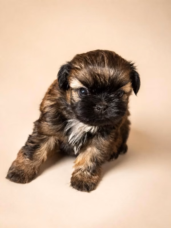 Macho Shih tzu