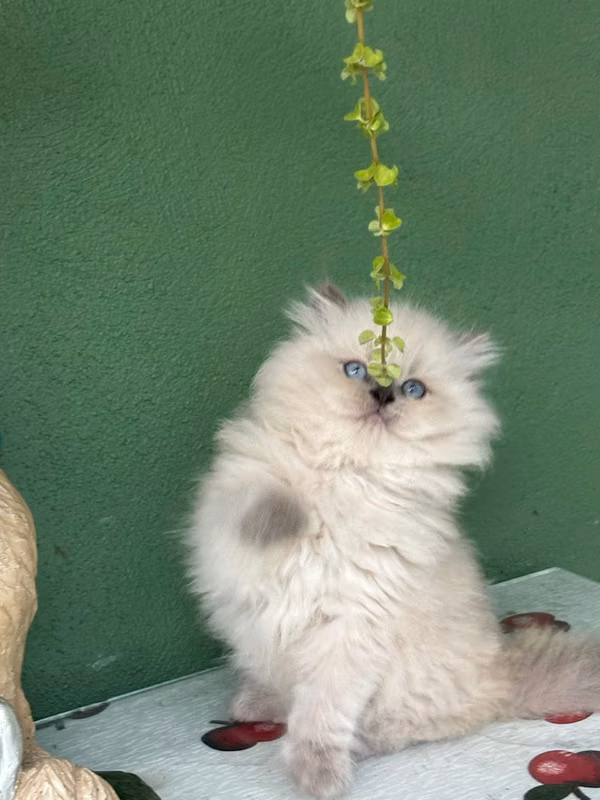 THEY SELL KITTEN TO HYMALAYAS