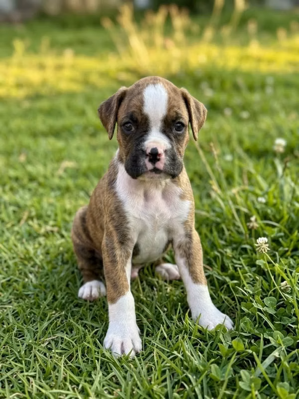 Perros boxer