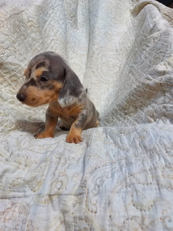 Dachshund