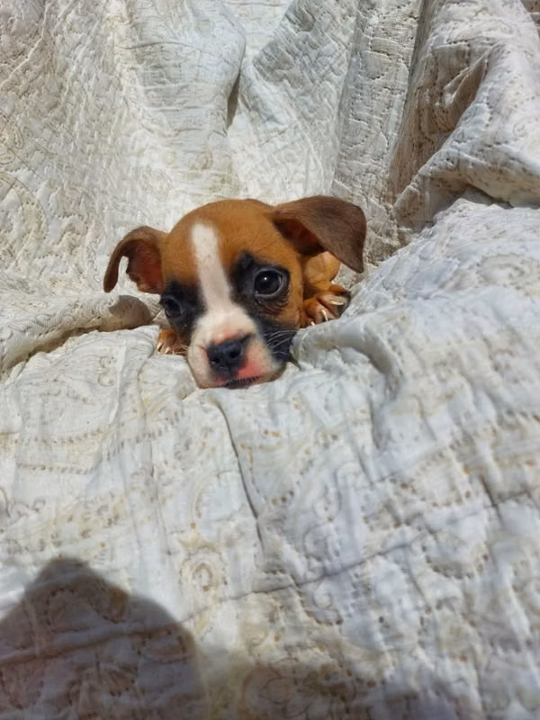 Boxer