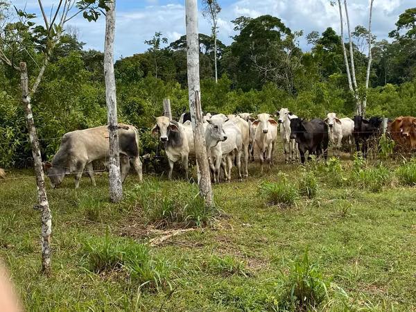 96 Hectare Farm with river, springs, well, lagoon, pastures and forest in Cutris
