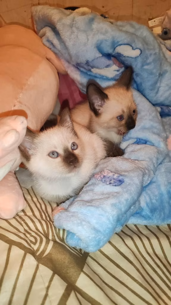 Gatitos siameses