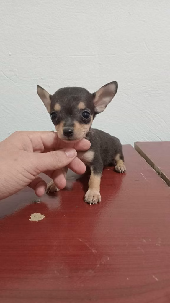 Cachorritos chihuahua machos y hembras