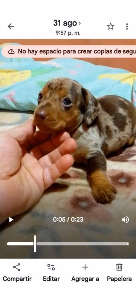 Male sausage