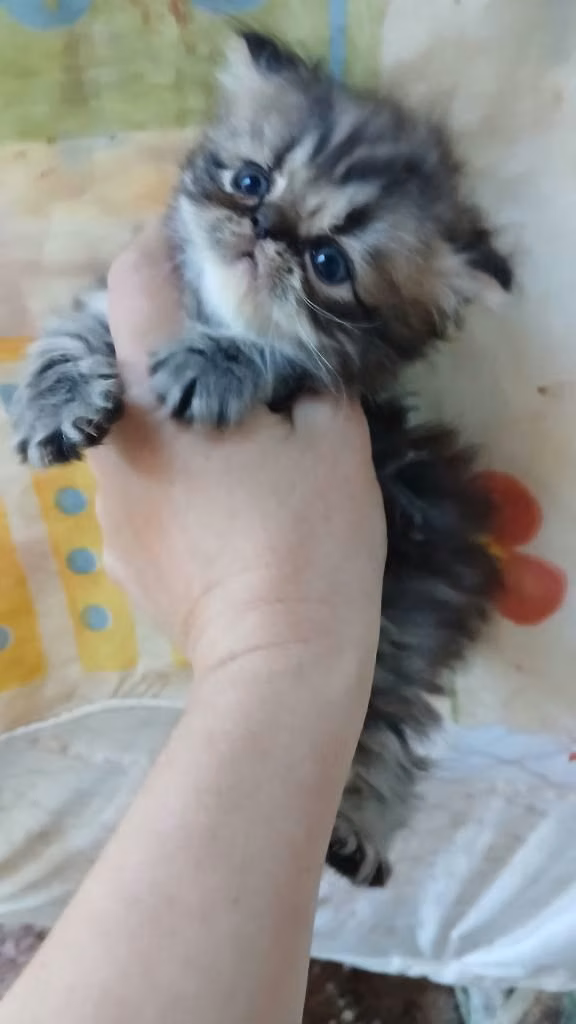 Gatitos persa