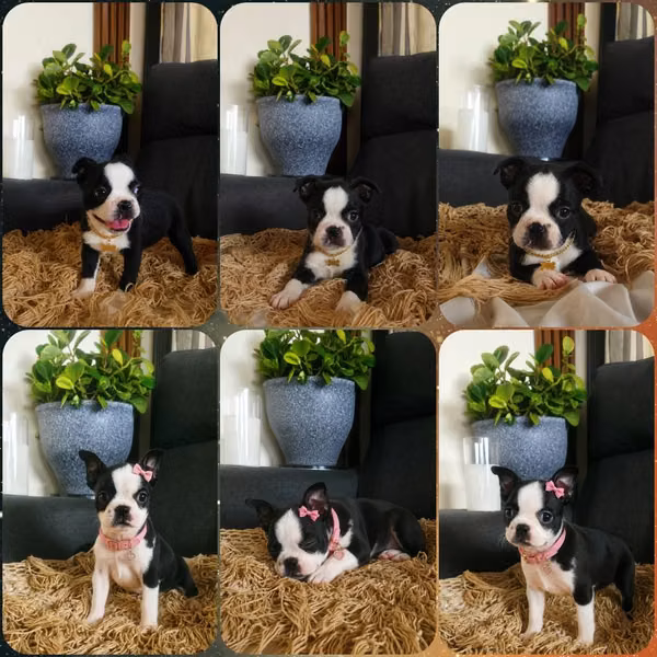 Boston Terrier