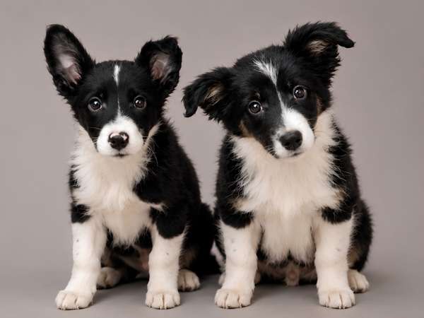 Cachorros Border Collie puros – 1 hembra y 1 macho