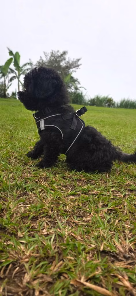Se venden french poodle 