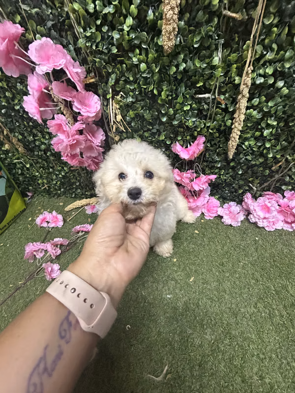 French poodle mini
