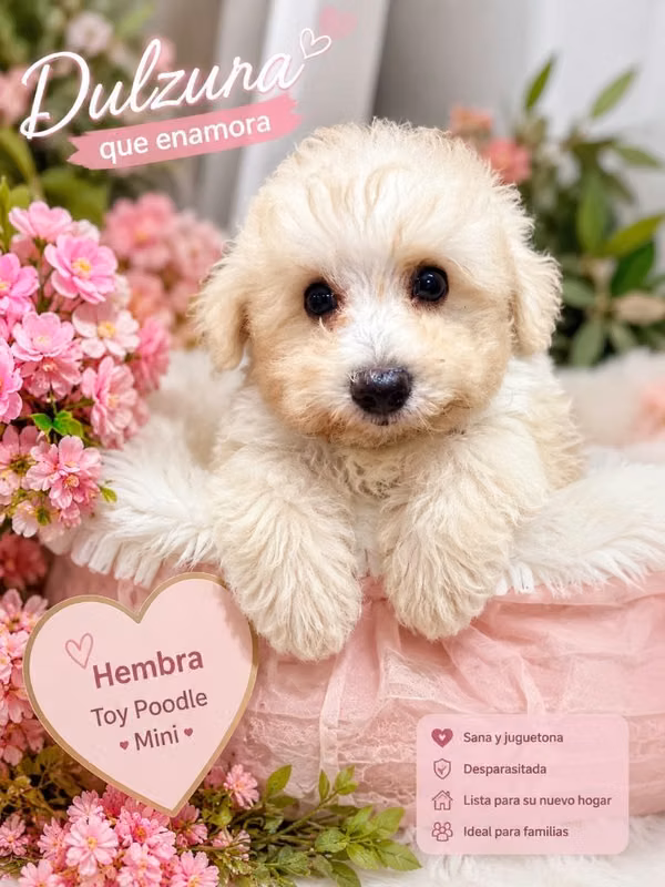 French poodle hembra