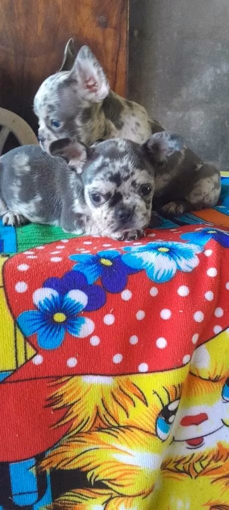 French Bulldog blue merle