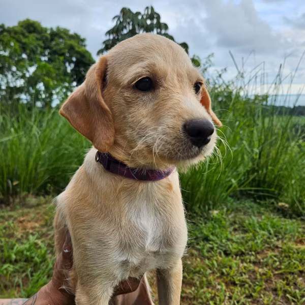 Un chico dulce que busca su hogar definitivo.