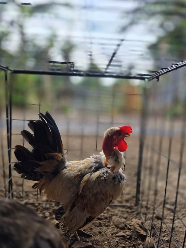 Gallos y gallinas jardineros