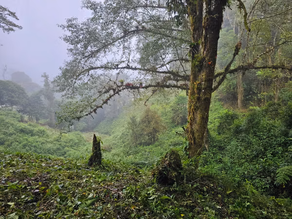 6,000 m² MOUNTAIN PROPERTY IN COSTA RICA WITH NATURAL SPRING - 30 million