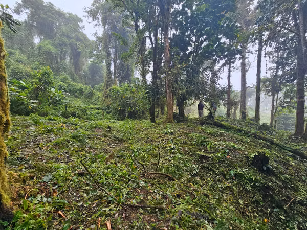 FINCA EN VENTA EN CAÑÓN DEL GUARCO – 6.000 m² CON NACIENTE - 30 MILLONES