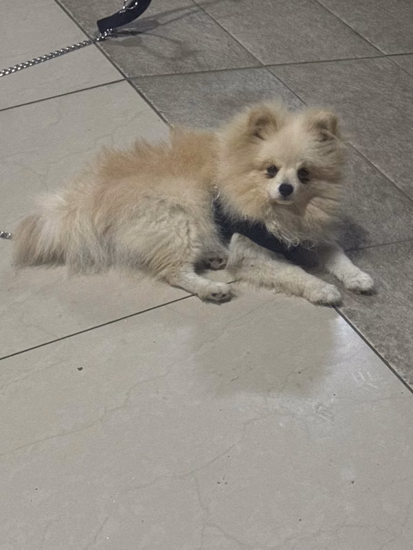 Puppy