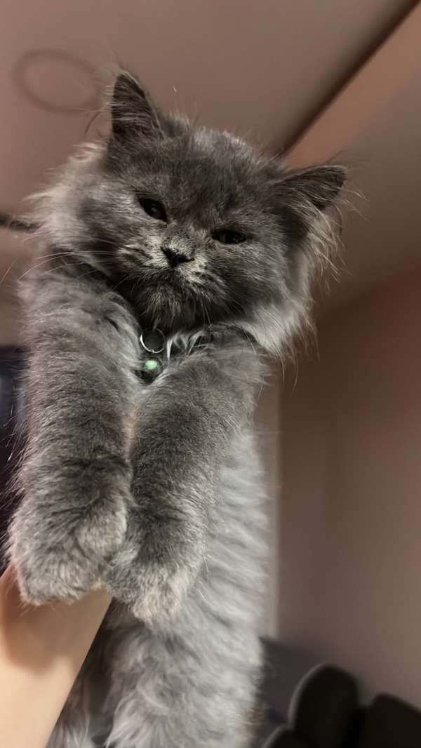 Persian Cats