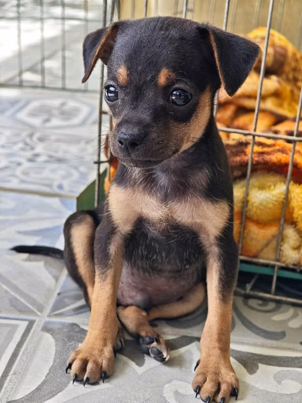 Pinscher