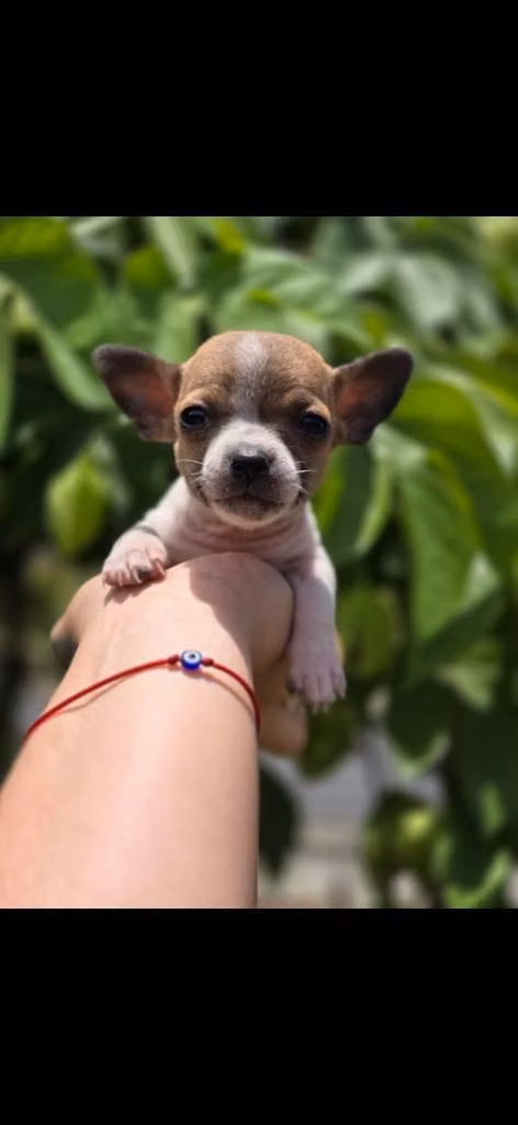 Chihuahua