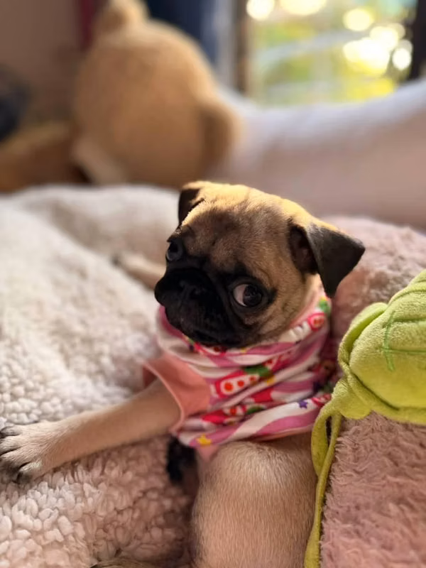Pug