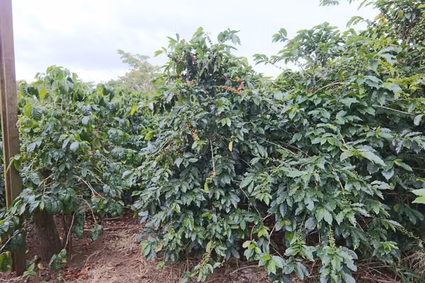 En venta: Finca cafetalera prémium con beneficio propio y gran potencial turístico