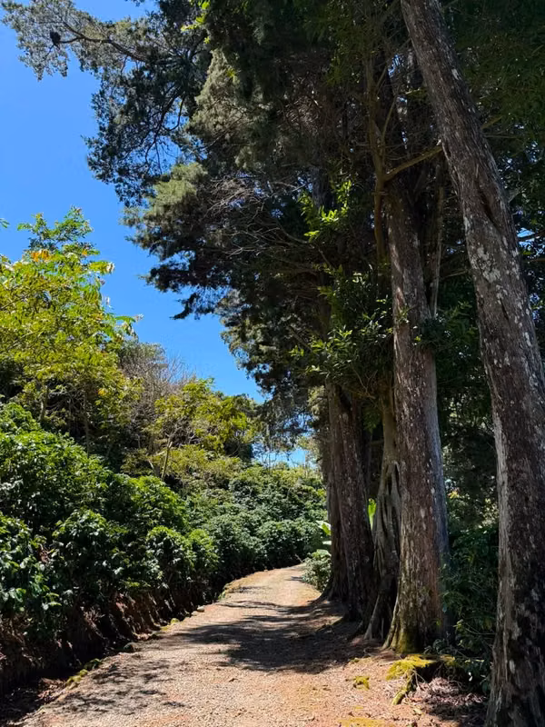En venta: Finca cafetalera prémium con beneficio propio y gran potencial turístico