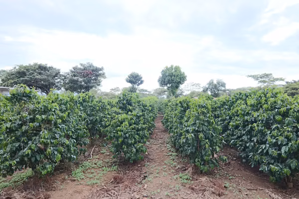 En venta: Finca cafetalera prémium con beneficio propio y gran potencial turístico