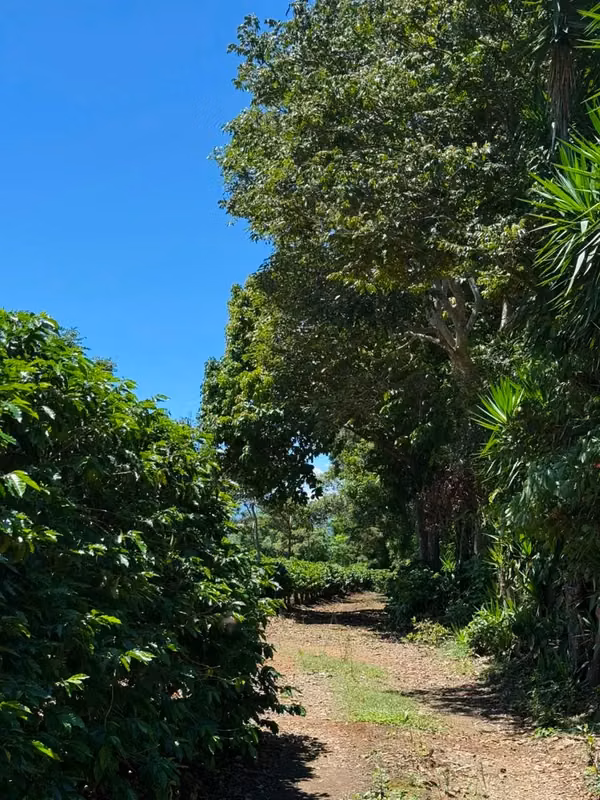 En venta: Finca cafetalera prémium con beneficio propio y gran potencial turístico