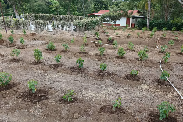 En venta: Finca cafetalera prémium con beneficio propio y gran potencial turístico