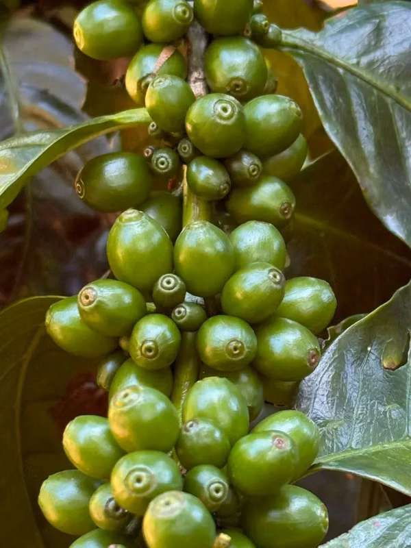 En venta: Finca cafetalera prémium con beneficio propio y gran potencial turístico