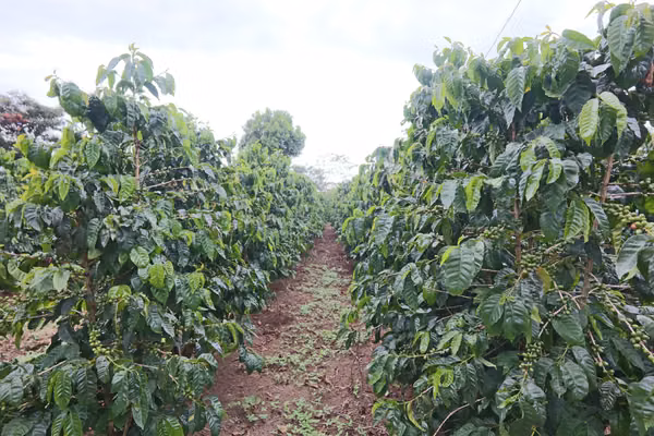 En venta: Finca cafetalera prémium con beneficio propio y gran potencial turístico