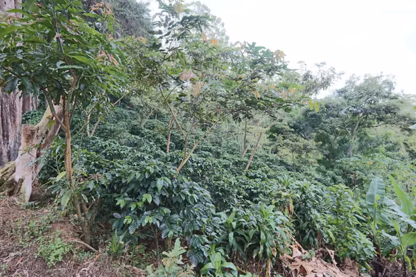 En venta: Finca cafetalera prémium con beneficio propio y gran potencial turístico