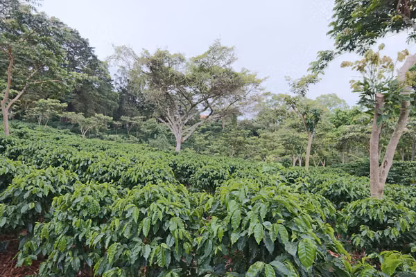 En venta: Finca cafetalera prémium con beneficio propio y gran potencial turístico