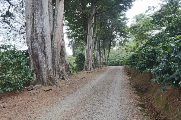 En venta: Finca cafetalera prémium con beneficio propio y gran potencial turístico
