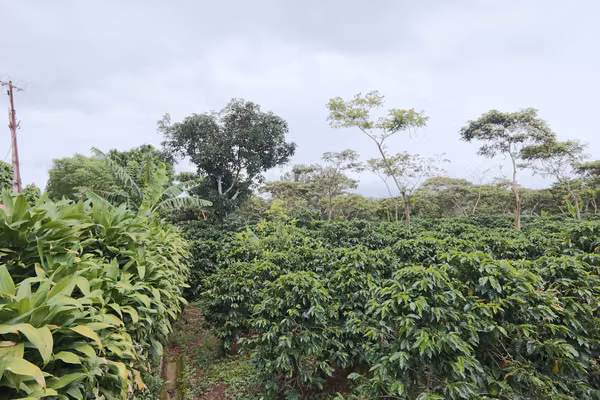 En venta: Finca cafetalera prémium con beneficio propio y gran potencial turístico
