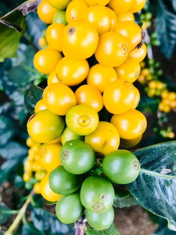 En venta: Finca cafetalera prémium con beneficio propio y gran potencial turístico