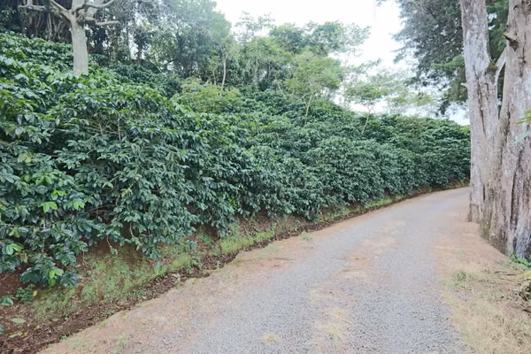 En venta: Finca cafetalera prémium con beneficio propio y gran potencial turístico