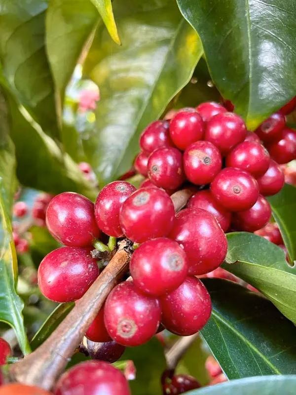 En venta: Finca cafetalera prémium con beneficio propio y gran potencial turístico