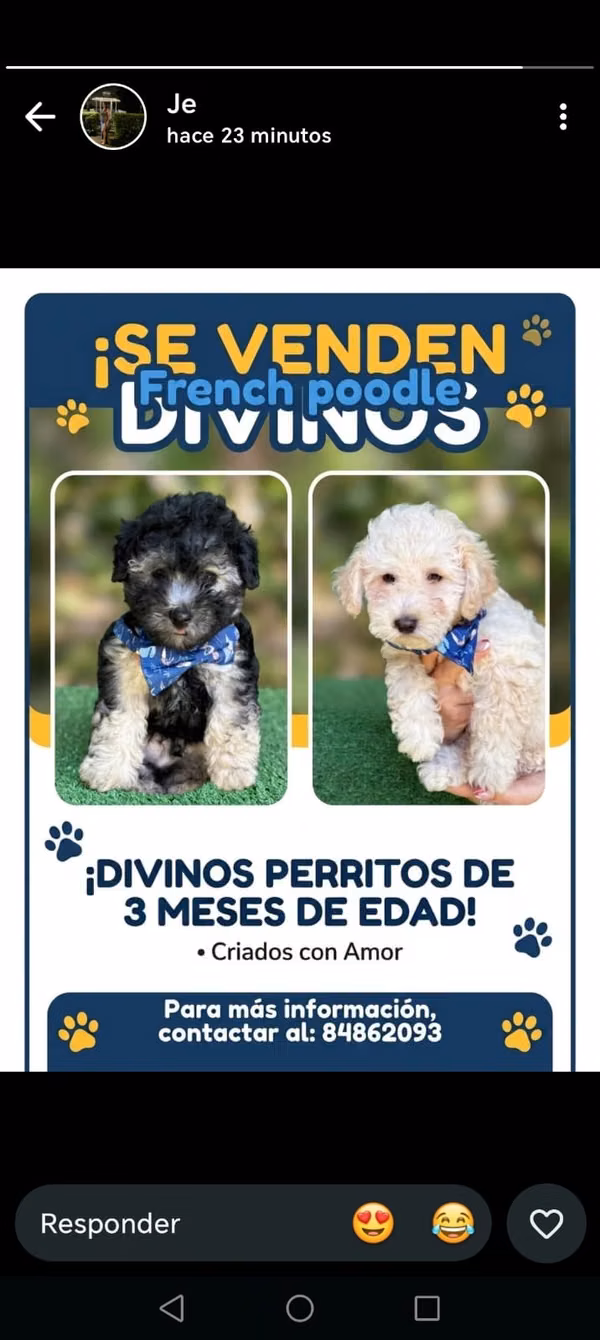 Poodle tacita 120mil