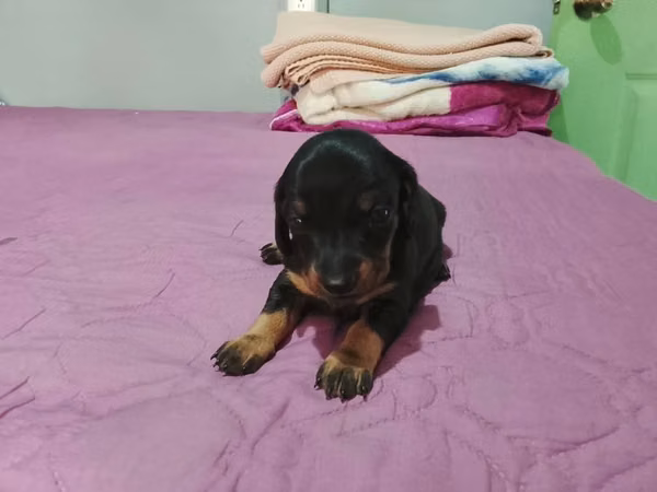 Perrita salchicha mini